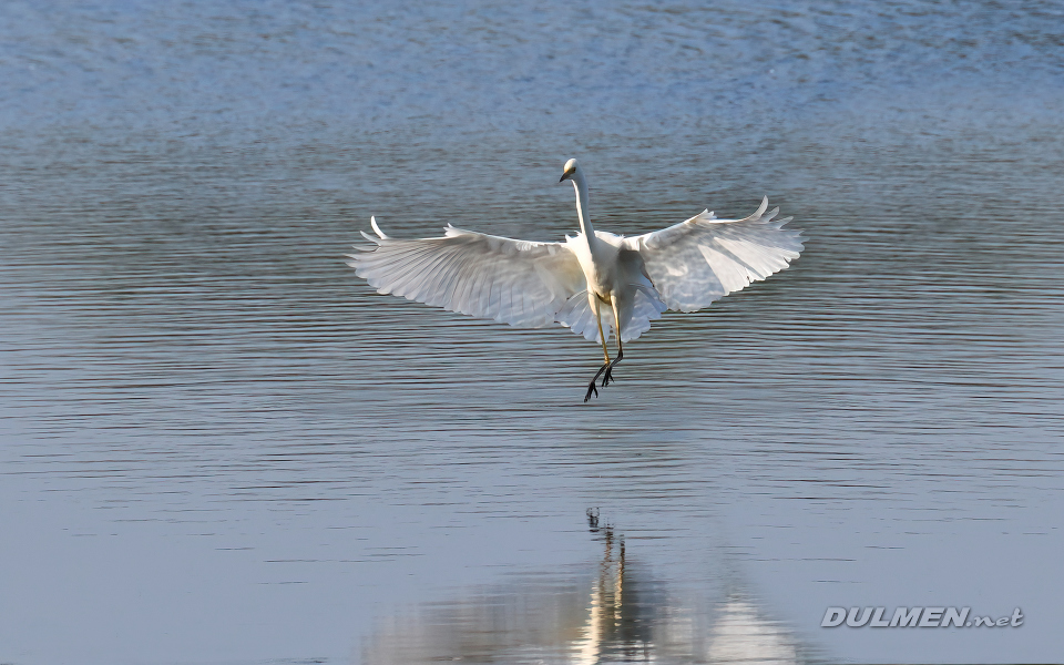 Great white egret (Ardea alba)